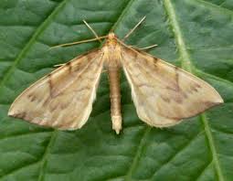 Attēlu rezultāti vaicājumam “Eulithis pyraliata”