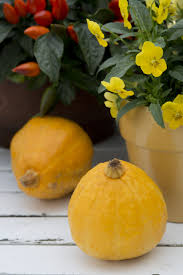 Attēlu rezultāti vaicājumam “Cucurbita pepo”