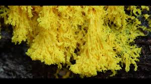 Attēlu rezultāti vaicājumam “Physarum luteolum spores”