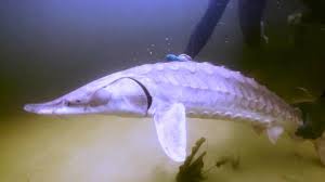 Image result for Acipenser desotoi