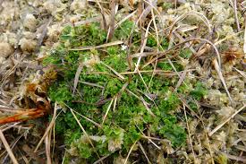 Attēlu rezultāti vaicājumam “Aneura pinguis”