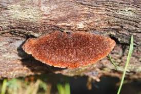 Attēlu rezultāti vaicājumam “Postia sericeomollis”