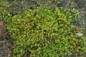 Attēlu rezultāti vaicājumam “Bryum rubens”