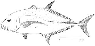 Image result for Caranx melampygus