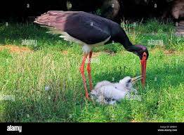 Attēlu rezultāti vaicājumam “Ciconia nigra adult”