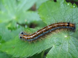 Attēlu rezultāti vaicājumam “Malacosoma neustria”