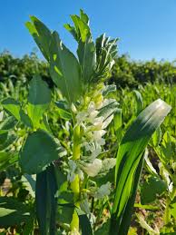 Attēlu rezultāti vaicājumam “Vicia faba flower”