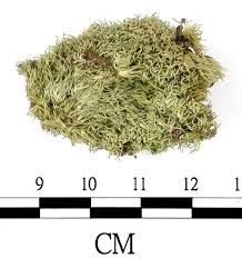 Attēlu rezultāti vaicājumam “Leucobryum juniperoideum”