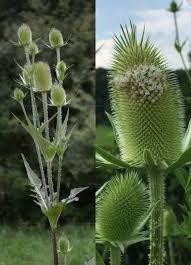 Image result for Dipsacus laciniatus