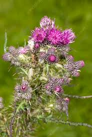 Attēlu rezultāti vaicājumam “Cirsium palustre flower”