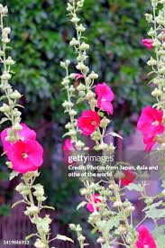 Image result for Alcea (althaea) rosea