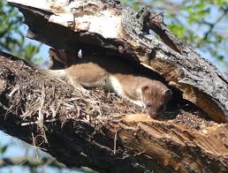 Attēlu rezultāti vaicājumam “Mustela erminea adult”