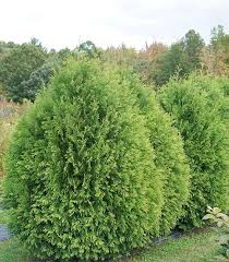Attēlu rezultāti vaicājumam “Thuja occidentalis”