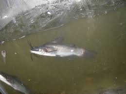 Image result for Ameiurus melas