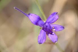 Attēlu rezultāti vaicājumam “Consolida regalis flower”