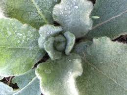 Attēlu rezultāti vaicājumam “Verbascum thapsus leaf”