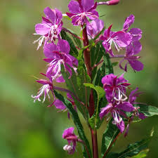 Attēlu rezultāti vaicājumam “Epilobium angustifolium fruit”