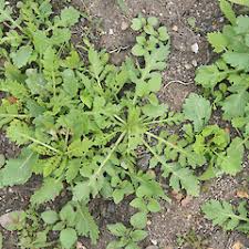 Attēlu rezultāti vaicājumam “Rorippa sylvestris leaf”