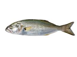 Image result for Pomatomus saltatrix