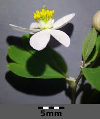 Attēlu rezultāti vaicājumam “Isopyrum thalictroides flower”