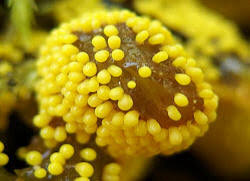 Attēlu rezultāti vaicājumam “Badhamia lilacina”