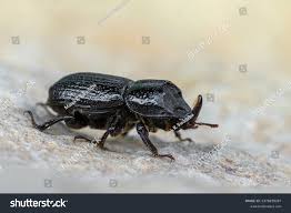 Attēlu rezultāti vaicājumam “Sinodendron cylindricum male”