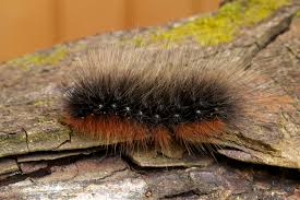 Attēlu rezultāti vaicājumam “Arctia caja larva”