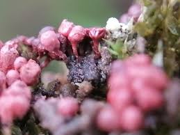 Attēlu rezultāti vaicājumam “Arcyria affinis”