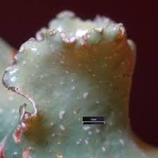 Attēlu rezultāti vaicājumam “Cetrelia olivetorum”