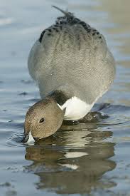 Image result for Anas acuta