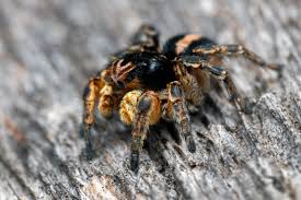 Attēlu rezultāti vaicājumam “Aelurillus v-insignitus”