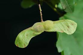 Attēlu rezultāti vaicājumam “Acer campestre fruit”
