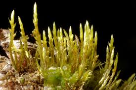 Attēlu rezultāti vaicājumam “Pseudobryum cinclidioides”