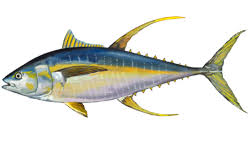 Image result for Thunnus alalunga