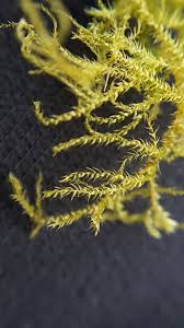 Attēlu rezultāti vaicājumam “Sciuro-hypnum curtum sporophyte”