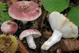 Attēlu rezultāti vaicājumam “Russula vesca”