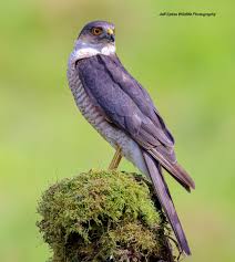 Attēlu rezultāti vaicājumam “Accipiter nisus male”
