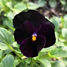 Image result for Viola cornuta