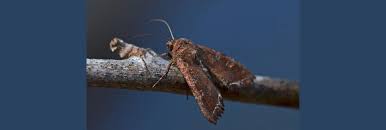 Attēlu rezultāti vaicājumam “Lacanobia contigua imago”