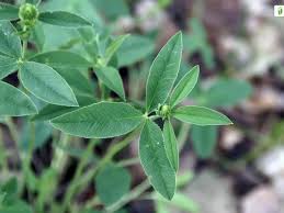 Attēlu rezultāti vaicājumam “Trifolium montanum leaf”
