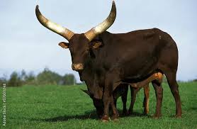 Attēlu rezultāti vaicājumam “Bos primigenius taurus”