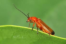 Attēlu rezultāti vaicājumam “Rhagonycha fulva”