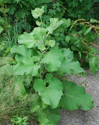 Attēlu rezultāti vaicājumam “Microrrhinum minus leaf”
