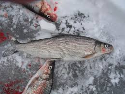 Image result for Coregonus clupeaformis