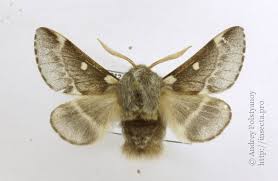 Attēlu rezultāti vaicājumam “Eriogaster lanestris”