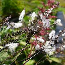 Attēlu rezultāti vaicājumam “Isopyrum thalictroides fruit”