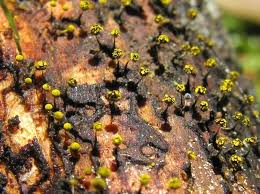 Attēlu rezultāti vaicājumam “Physarum viride”