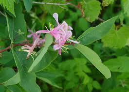 Attēlu rezultāti vaicājumam “Lonicera tatarica flower”