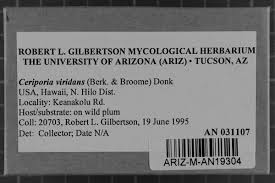 Attēlu rezultāti vaicājumam “Ceriporia viridans”