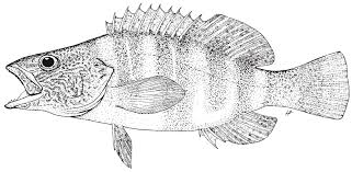 Image result for Serranus scriba